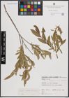 Foto von Salix excelsa S. G. Gmel.